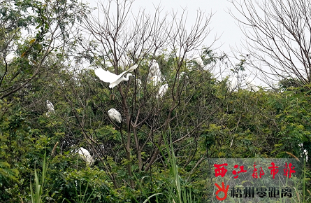 良好生態環境吸引白鷺棲息