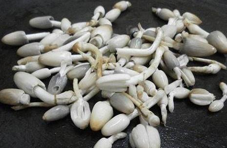 禾桿菌湯藏鄉野