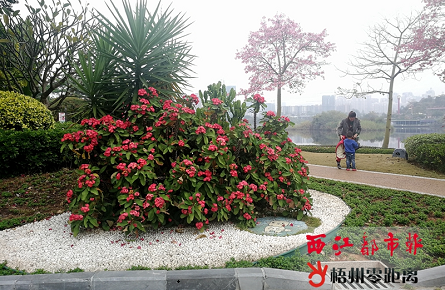 勒海棠花開(kāi)正艷 