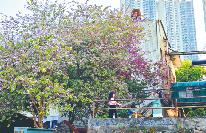 紫荊花開(kāi)引游人