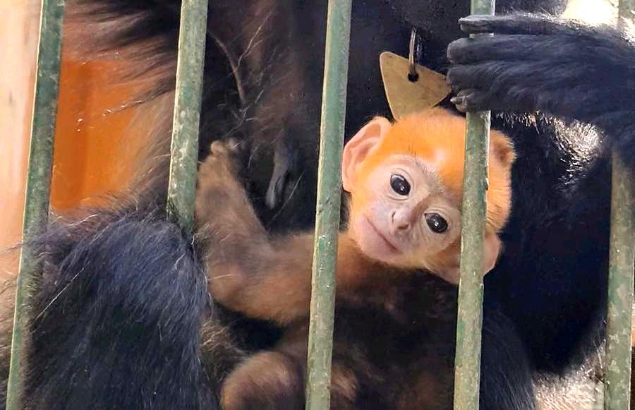 梧州黑葉猴家族添新丁