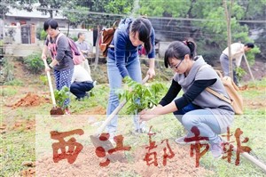 參加環保直通車活動的梧州日報社黨員志愿者，在長洲區倒水村進行義務植樹。本報記者 何鎏/攝
